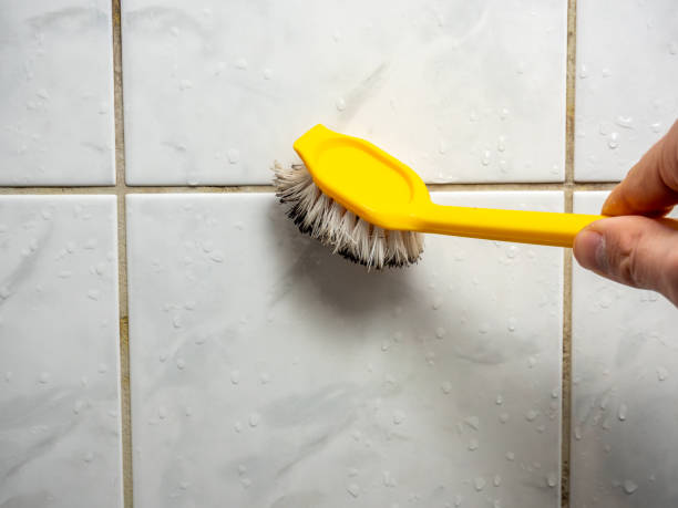 Best Professional Mold Removal  in Dover Plains, NY