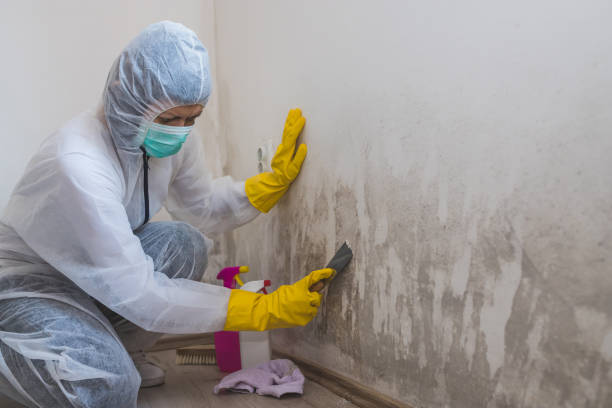 Best Mold Damage Repair  in Dover Plains, NY