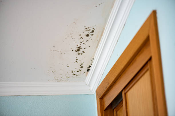 Best Attic Mold Removal  in Dover Plains, NY