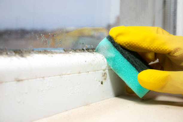 Best Home Mold Removal  in Dover Plains, NY