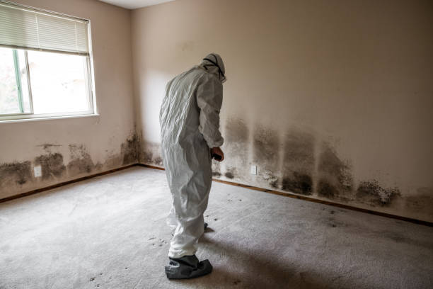 Best Attic Mold Removal  in Dover Plains, NY