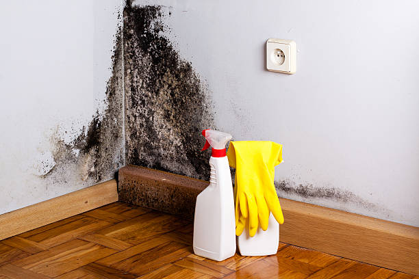 Mold Removal Process in Dover Plains, NY
