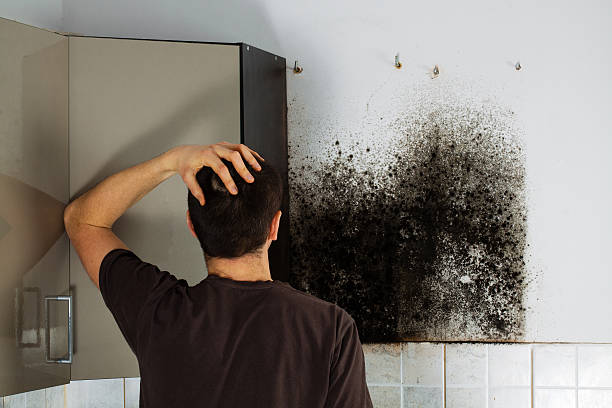 Best Fast Mold Removal  in Dover Plains, NY