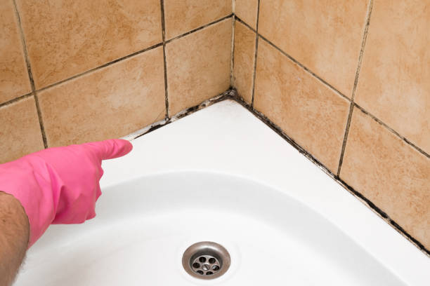 Best Mold Testing and Removal  in Dover Plains, NY