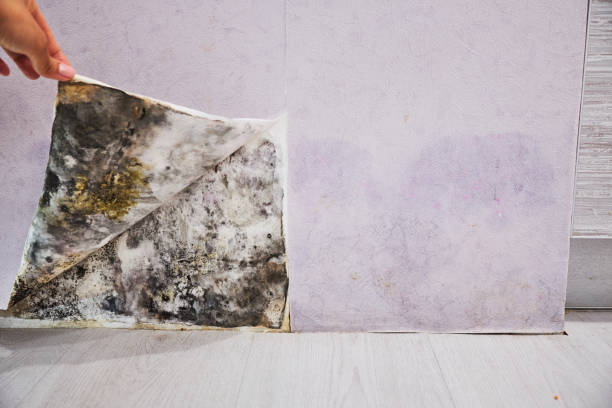 Best Residential Mold Removal  in Dover Plains, NY